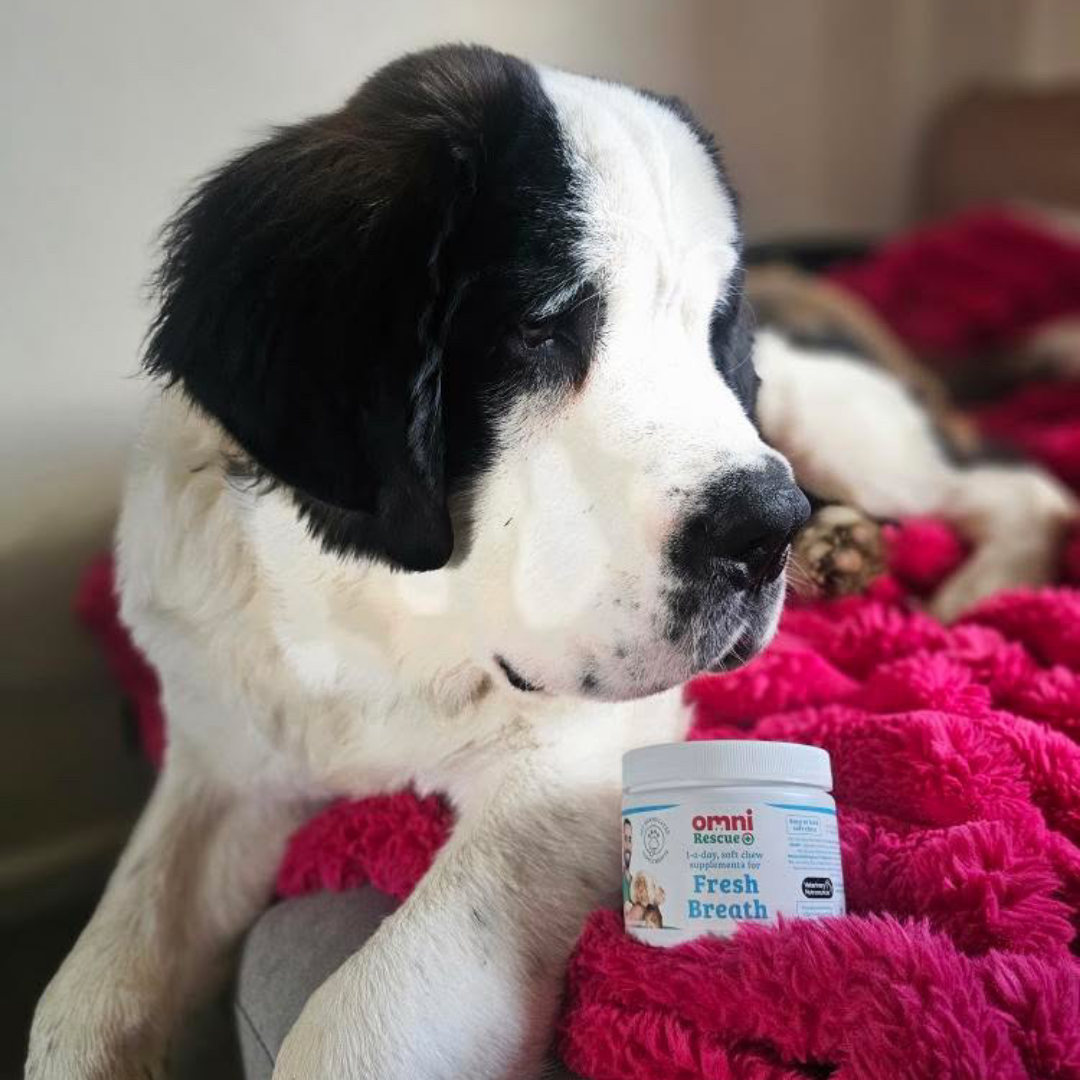 ✨ VitalPet Life Longevity+ Pet Supplement Powder | Extend Pet’s Healthy Lifespan, Boost Immunity, Improve Coat Shine, Reduce Itching & Freshen Breath – For Dogs & Cats, All Ages